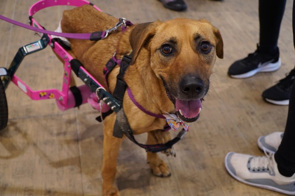 Bourbon Shopping São Paulo recebe evento de adoção de pets com deficiência